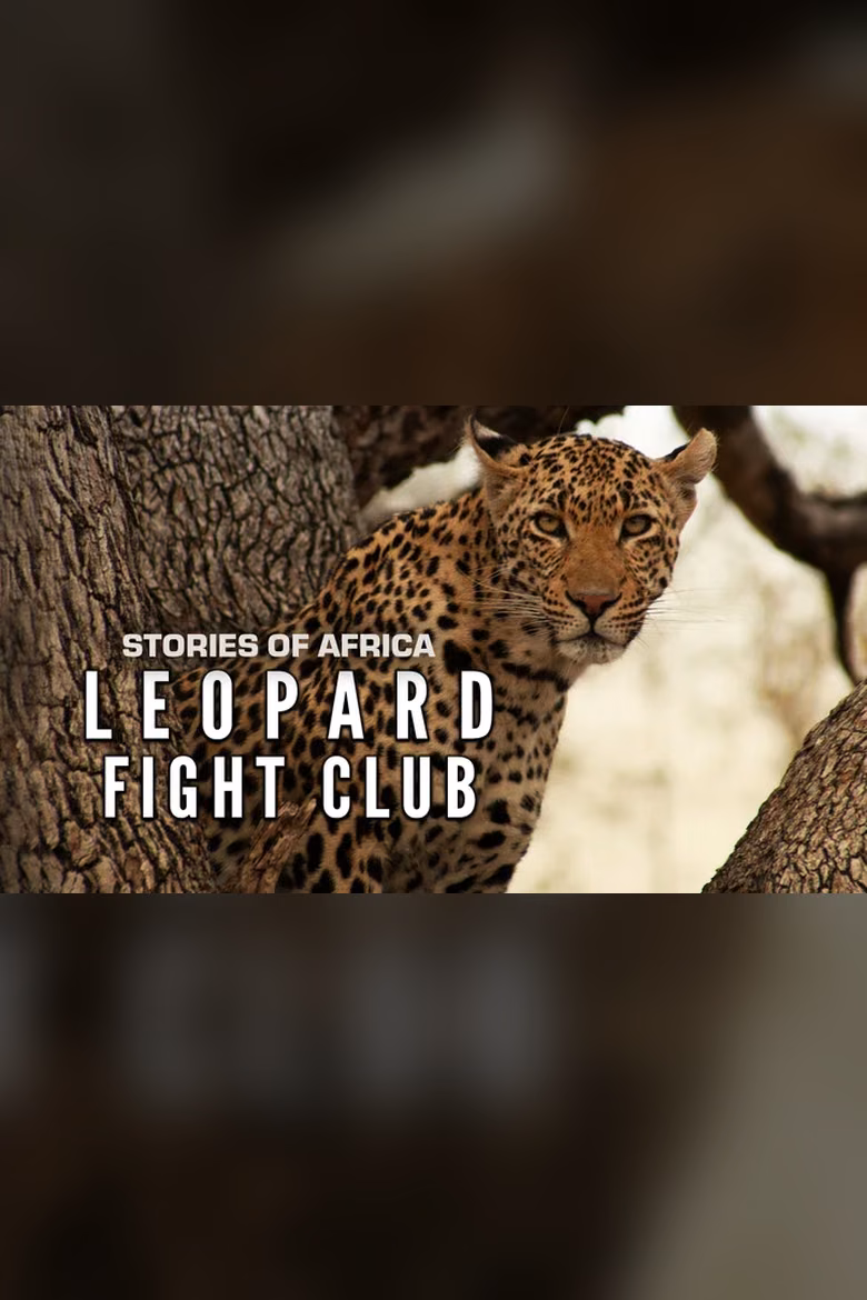 Stories of Africa: Leopard Fight Club