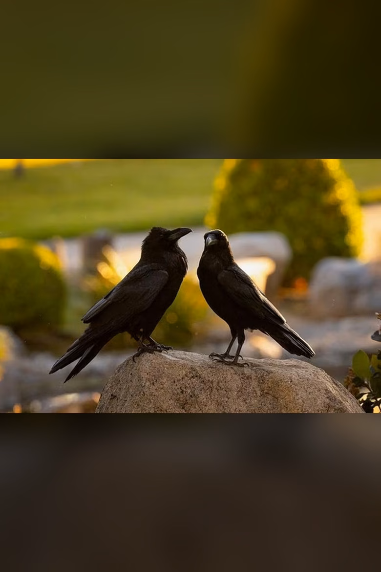 What Ravens Do